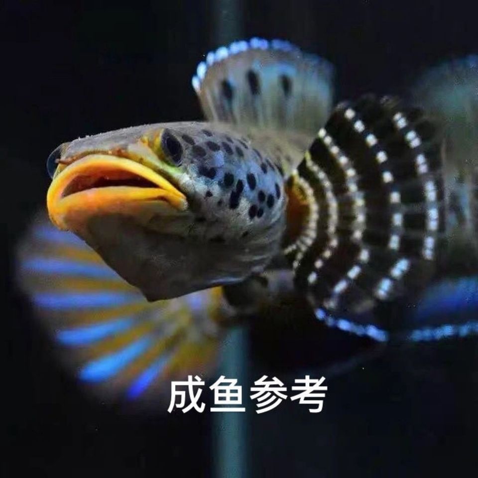 观赏鱼活体雷龙鱼幻彩红宝石雷龙苗幻幻雷龙野生进口f1冷水鱼
