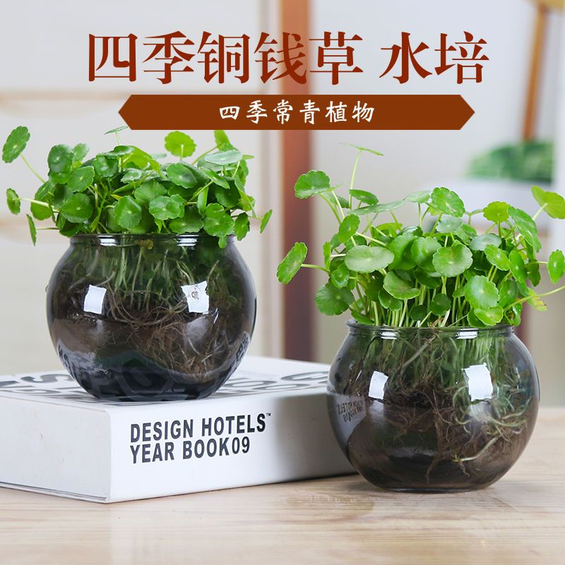 查看源网页