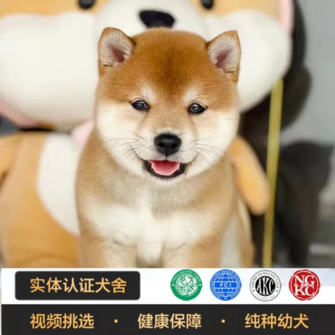 查看源网页