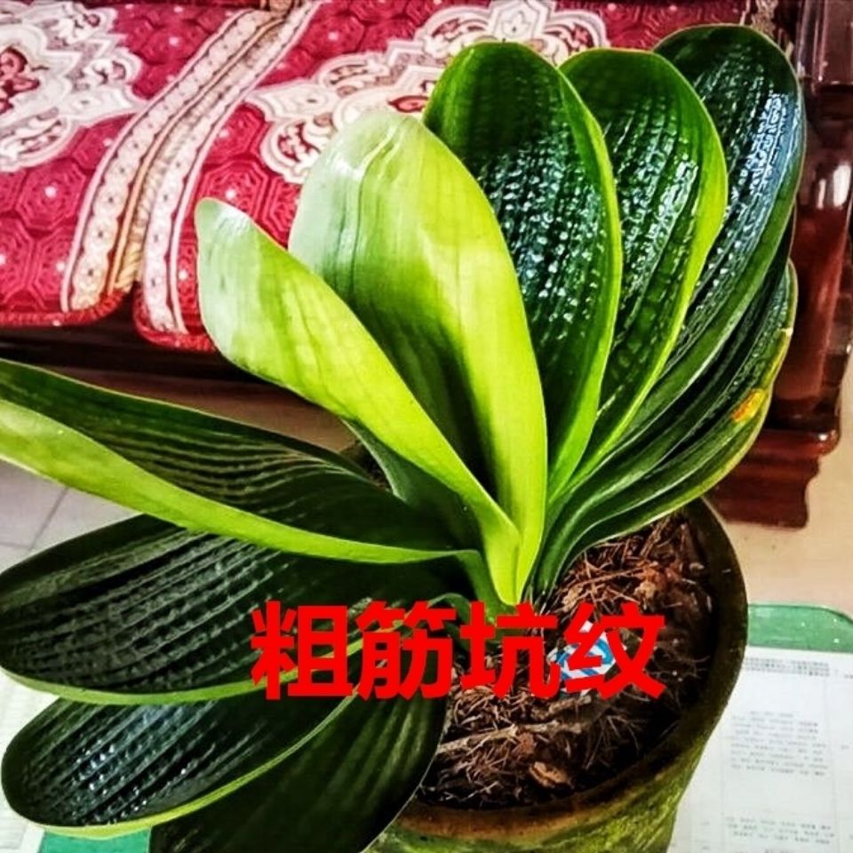 长春君子兰精品小苗 珍珠元宝麻脸钢板坑纹 室内盆栽绿植国兰包邮【3