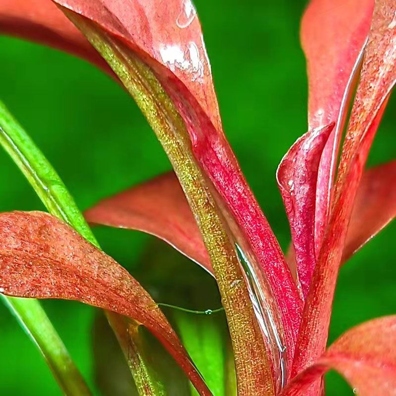 极乐鸟水草红宝石水草红草稀有高端水草阴性草阳性草自养水下叶 虎窝拼