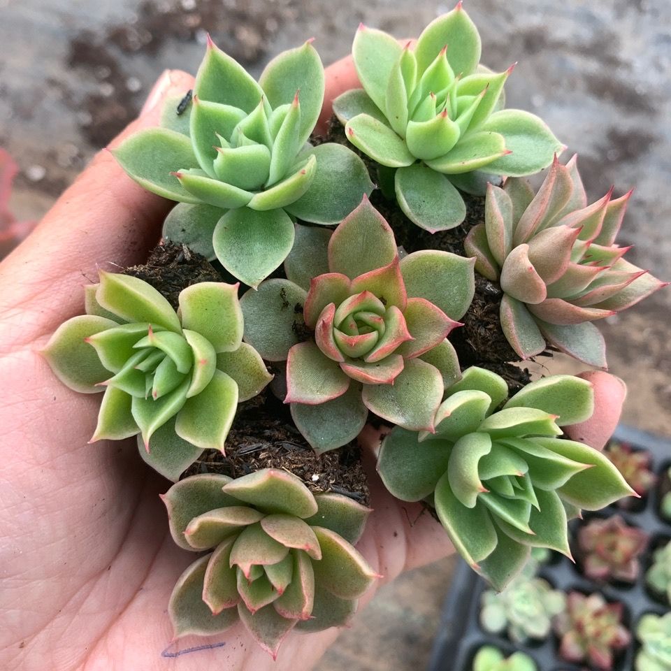 多肉植物精品杂交品种,冰绒,个体多,7颗一组,冠幅2-3厘米,拼盆美