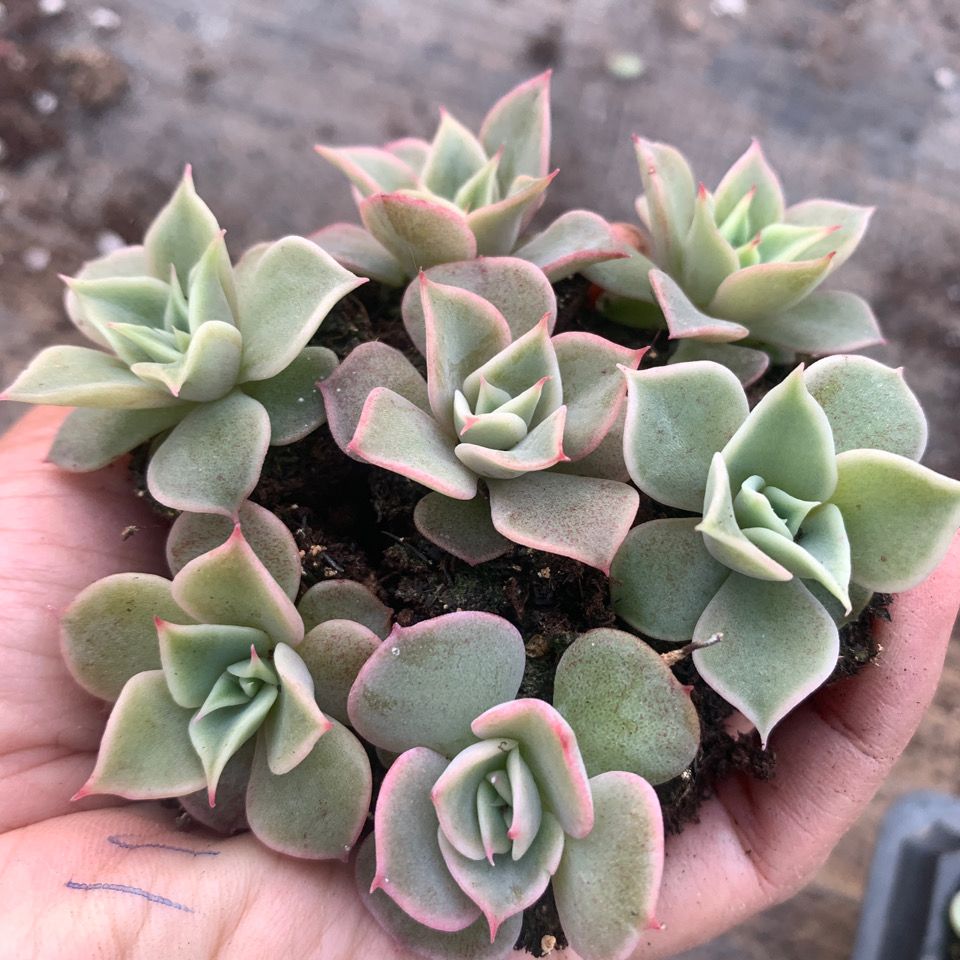 多肉植物精品杂交品种,沙漠骆驼sp,7颗一组,冠幅2-3厘米,拼盆美