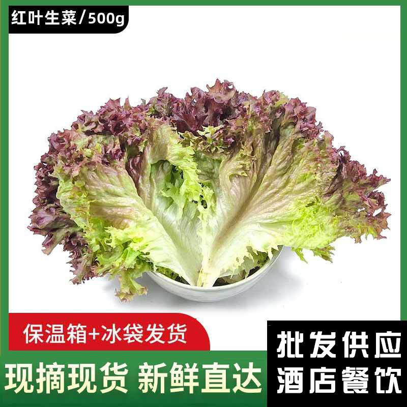 红叶生菜新鲜500g紫叶生菜罗莎红蔬菜沙拉食材色拉菜多省一件包邮