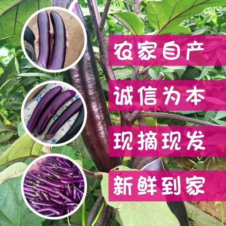 105962-5斤10斤现摘紫茄子新鲜蔬菜农家自种紫皮茄子长茄子-详情图