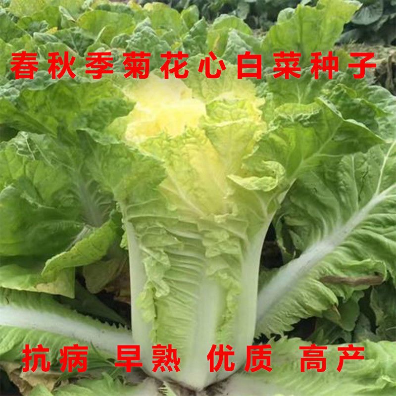 黄心白菜菊花心白菜种子高产早熟耐热抗寒抗病四季白菜籽盆栽