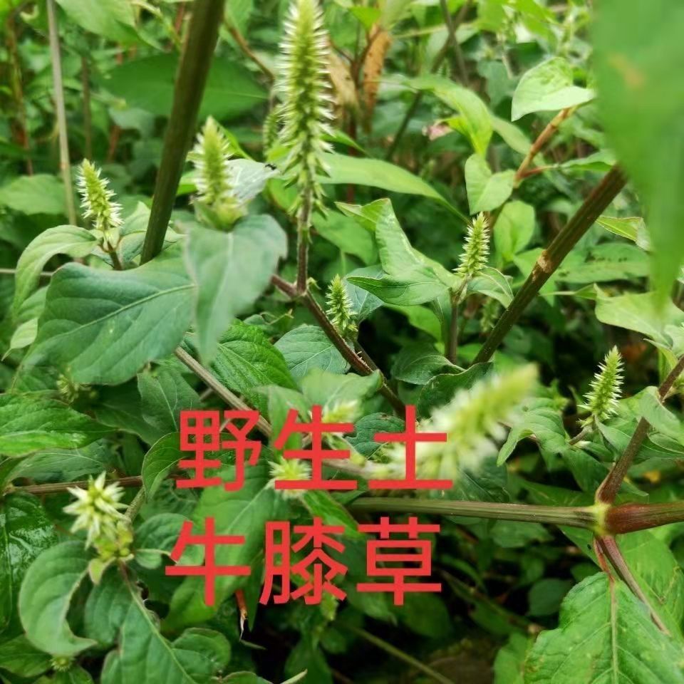 野生土牛膝草种子倒扣草倒钩草粗毛牛膝鸡掇鼻鸡骨癀中草药材种子