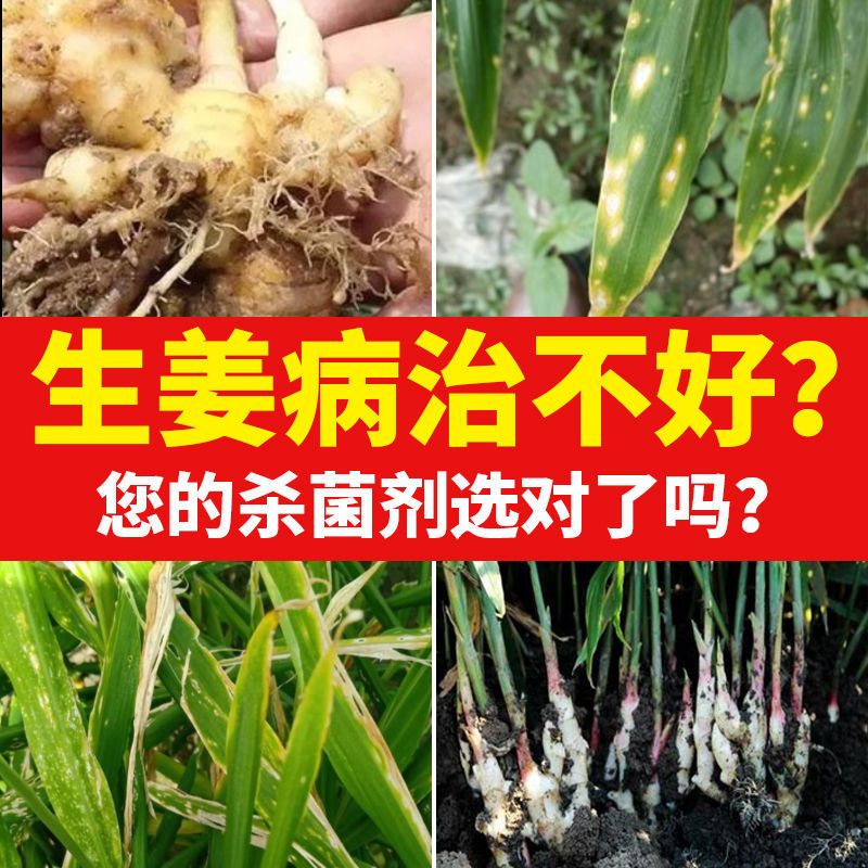 专治生姜病农药杀菌剂炭疽病软根腐病大姜专用正品杀菌药批发包邮