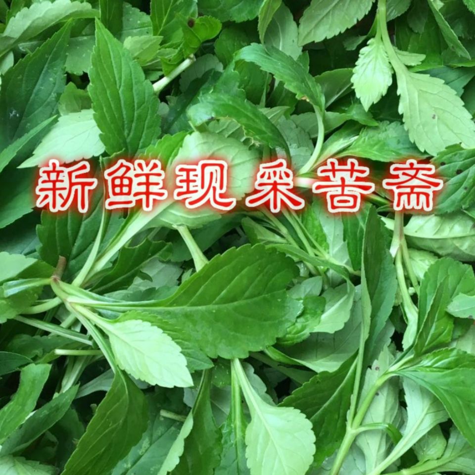 年货春节过年野生新鲜小苦菜败酱草山野菜纯天然绿色蔬菜