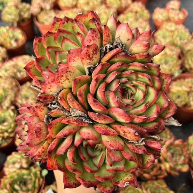 保利安娜多头群生多肉植物组合盆栽绿植花卉云南多肉大尺寸植物【3月