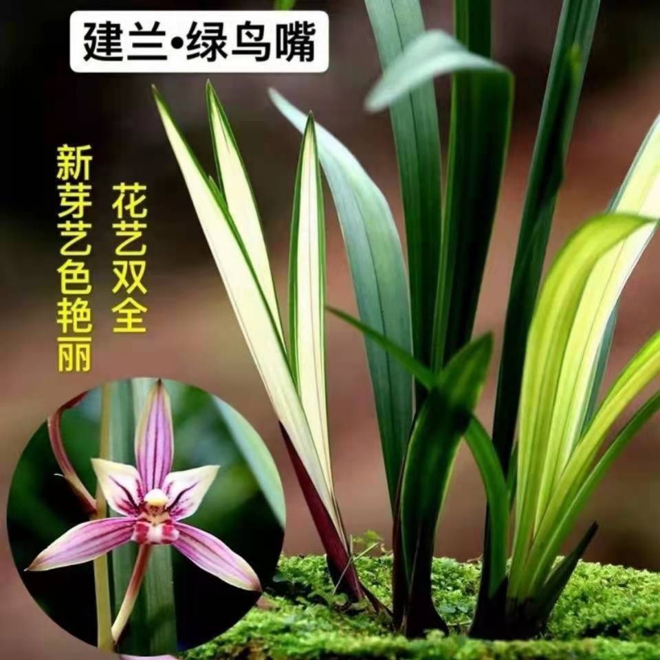 新手建兰四季兰绿鸟嘴金荷兰花室内浓香花卉线艺名贵兰草