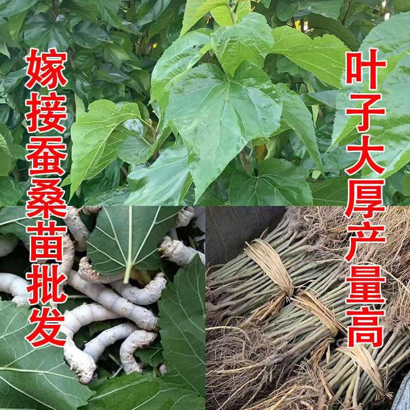 嫁接农桑14号强桑1号蚕用桑树苗产量高叶片大叶养蚕桑树饲料桑苗【1月