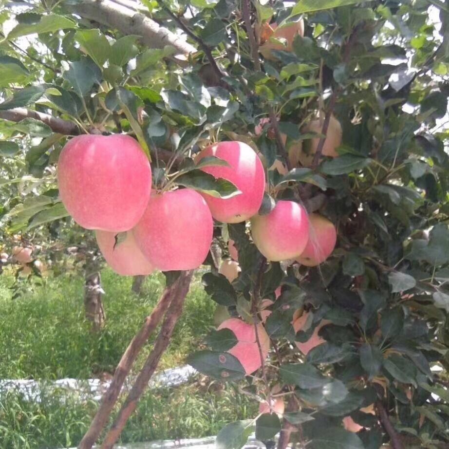 106056-整箱包邮红富士苹果当季新鲜水果个数随机 多仓发货-详情图