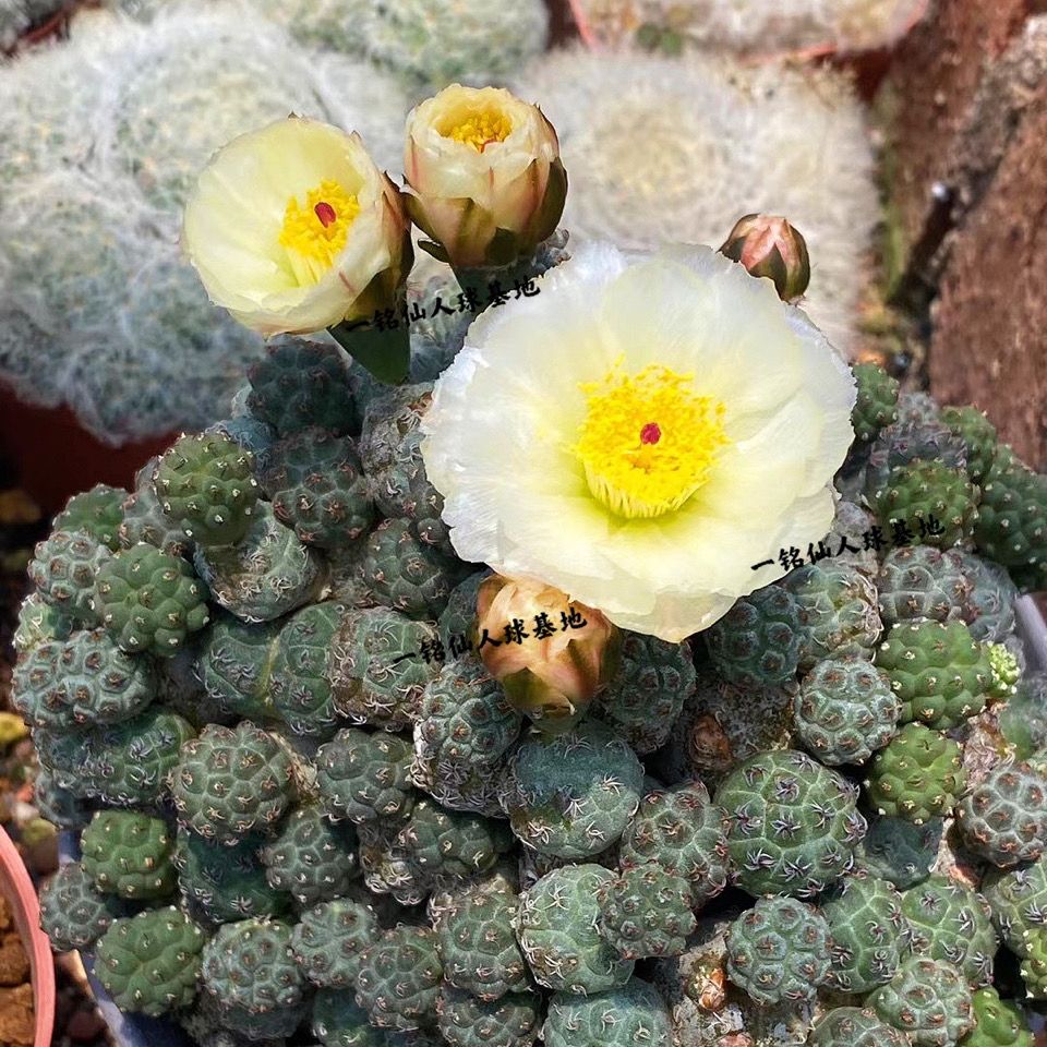 足球团扇7至8头开大花群生无刺仙人球开大花仙人掌多肉植物 虎窝拼