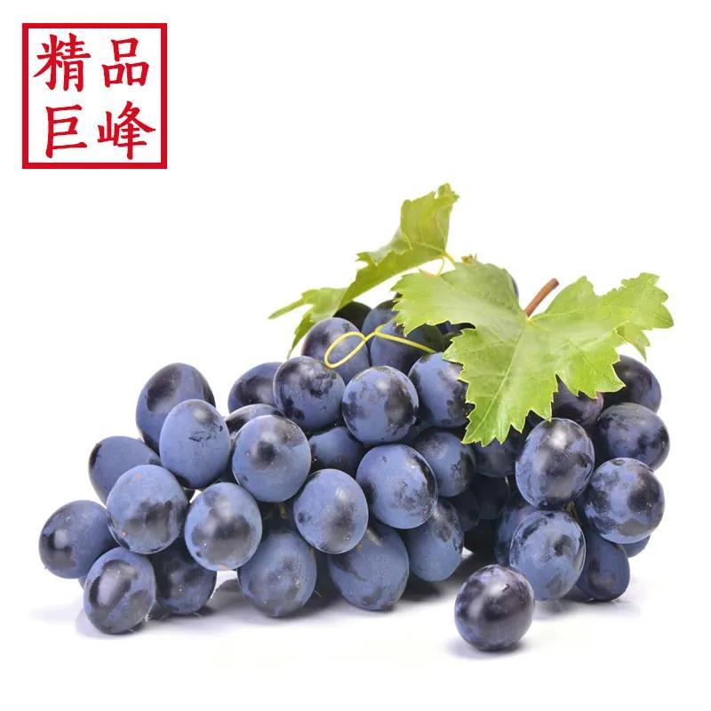 东北巨峰葡萄新鲜现摘现发超甜孕妇儿童水果整箱包邮非夏黑葡萄