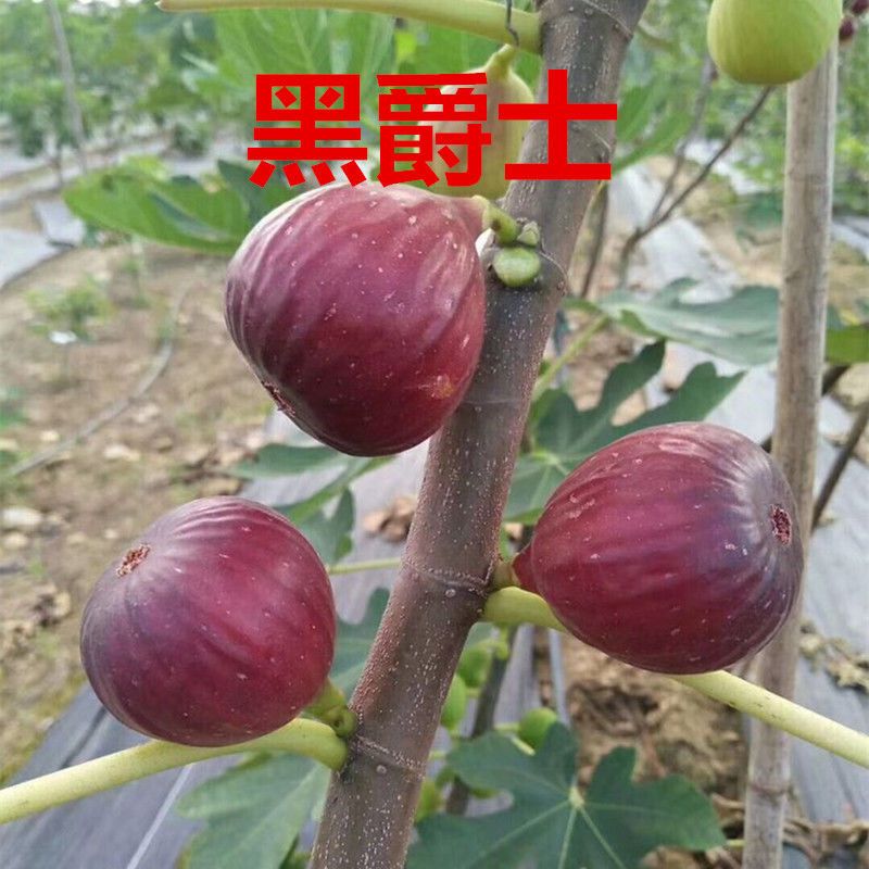 新品种无花果树苗黑爵士无花果苗特大地栽盆栽南北方种植当年结果