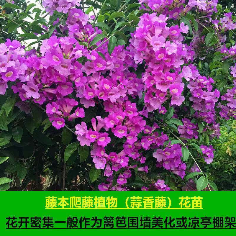 秋冬开花攀援绿植蒜香藤阳台庭院盆栽紫铃藤蒜香藤绿篱爬藤花卉 虎窝拼