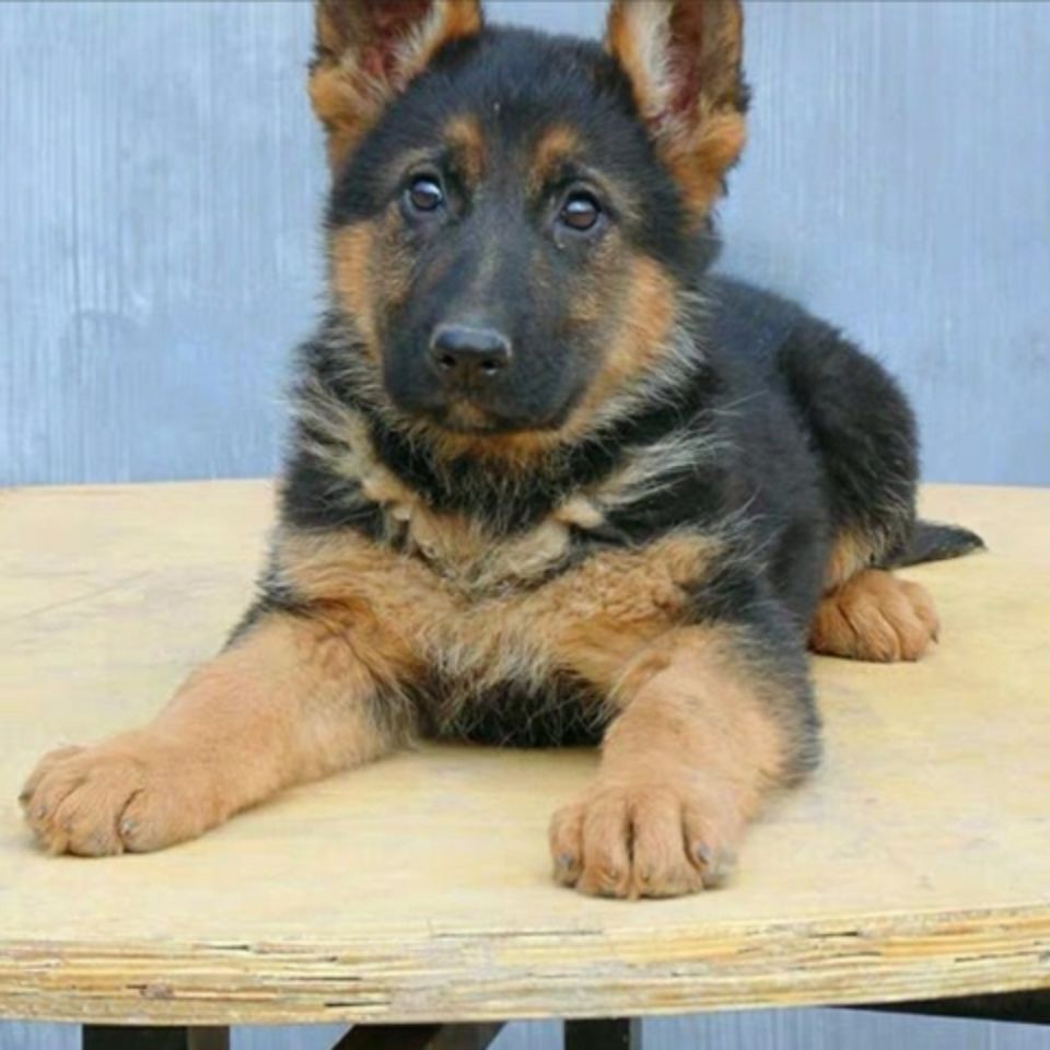 德國牧羊犬幼犬弓背德牧純種黑背狼狗警犬錘系大頭寵物小狗狗活體拼團