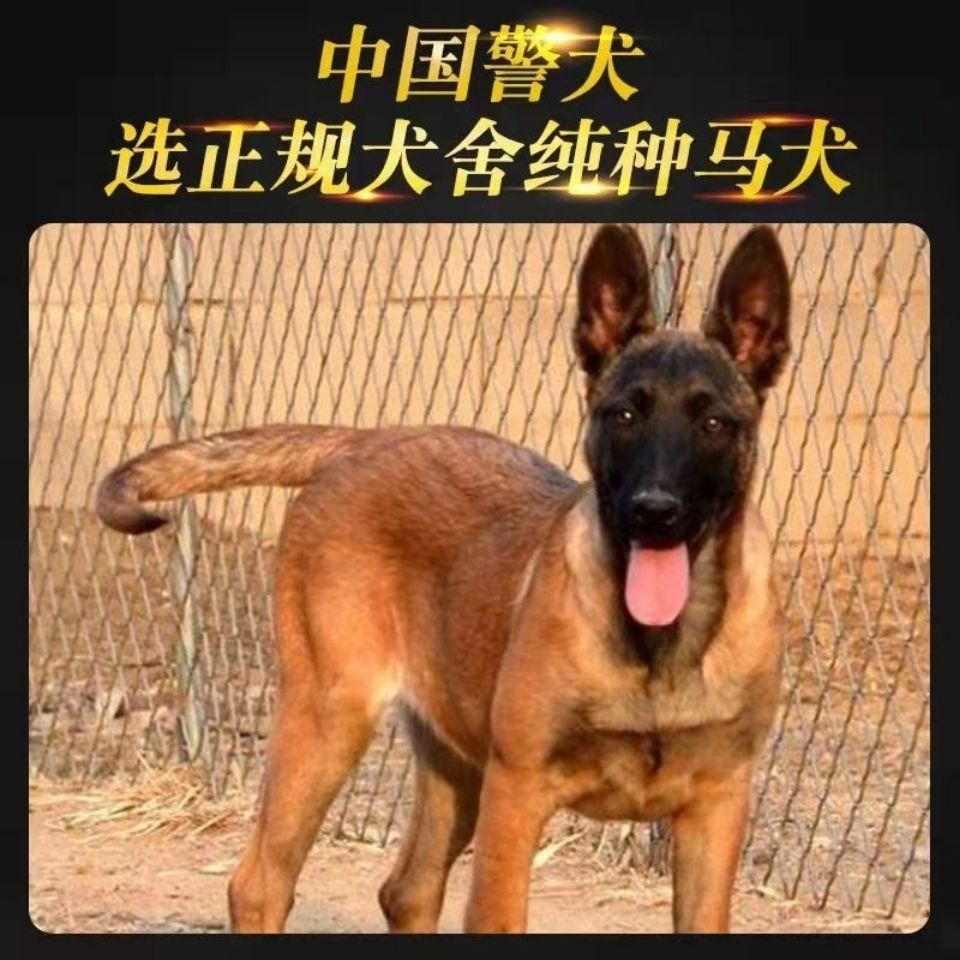 纯种精品马犬幼犬纯种科目犬爆红黄黑工作大型田园护院犬混血狗【2月