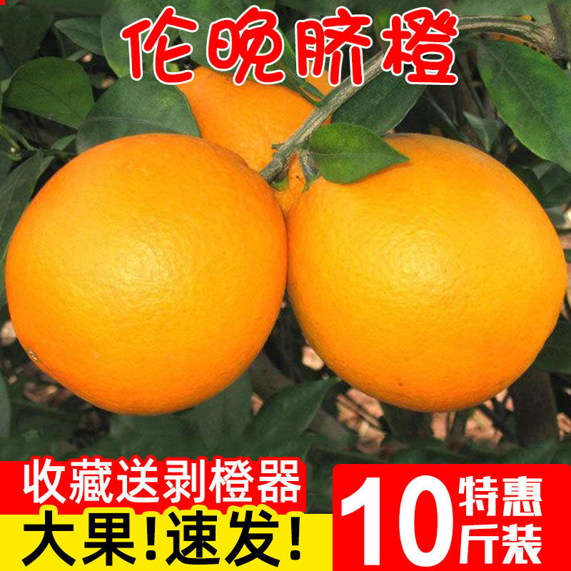 106006-湖北秭归伦晚脐橙新鲜橙子应当季水果赣南手剥橙果冻甜橙整箱-详情图