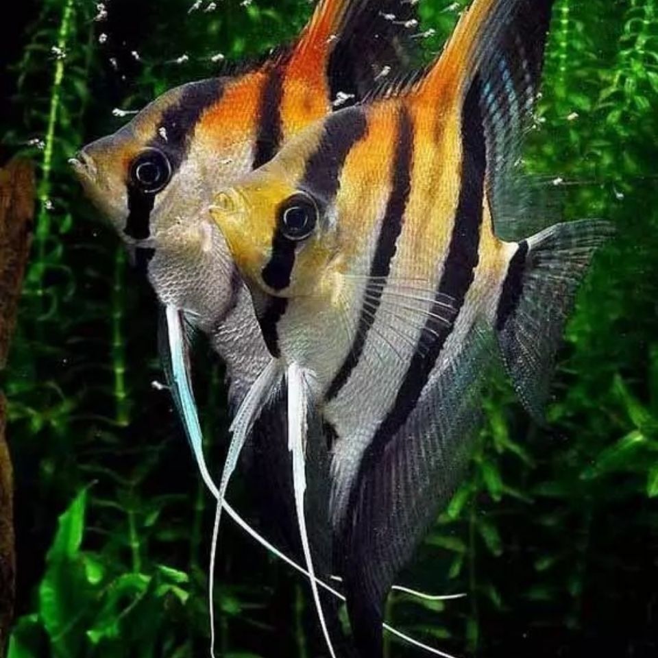 伊莎贝尔红背埃及燕 神仙鱼热带水族南美观赏鱼好养鱼耐活鱼【3月15