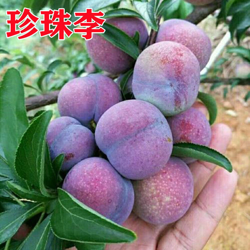 爽脆香甜龙滩珍珠李子树苗新品种嫁接果树苗子南北方四季种植晚熟