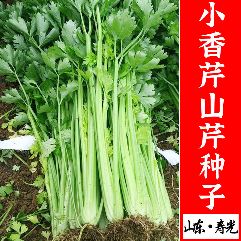 四季小山芹种子苗芹菜苗种籽小芹籽种蔬菜菜种阳台孑菜籽菜老品种