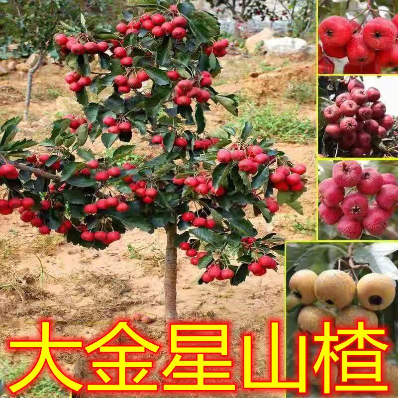 大金星山楂树苗嫁接盆栽地栽南北方庭院种植特大苗当年结果树无籽