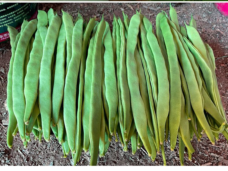 【现摘】云南扁芸豆新鲜豆角四季豆当季时令蔬菜整箱包邮批发