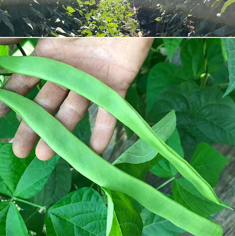 【现摘】云南扁芸豆新鲜豆角四季豆当季时令蔬菜整箱包邮批发