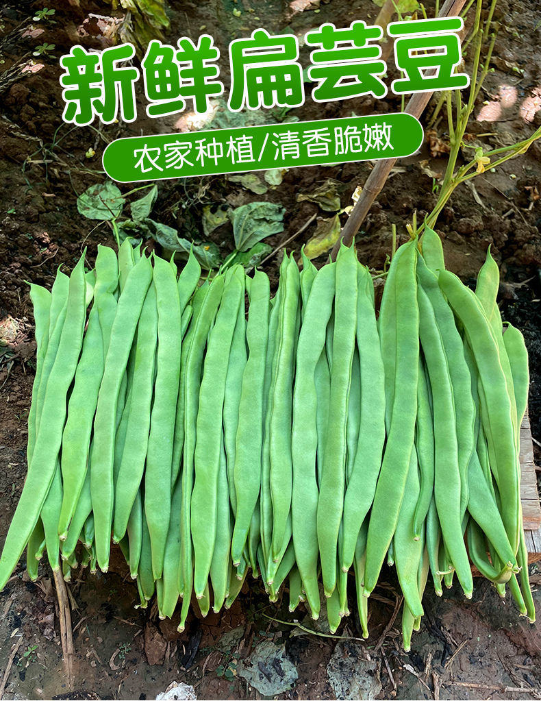 【现摘】云南扁芸豆新鲜豆角四季豆当季时令蔬菜整箱包邮批发