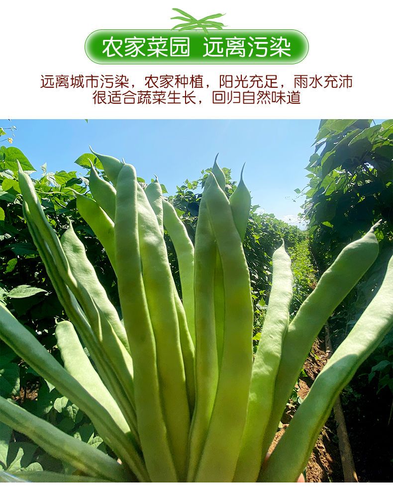 【现摘】云南扁芸豆新鲜豆角四季豆当季时令蔬菜整箱包邮批发
