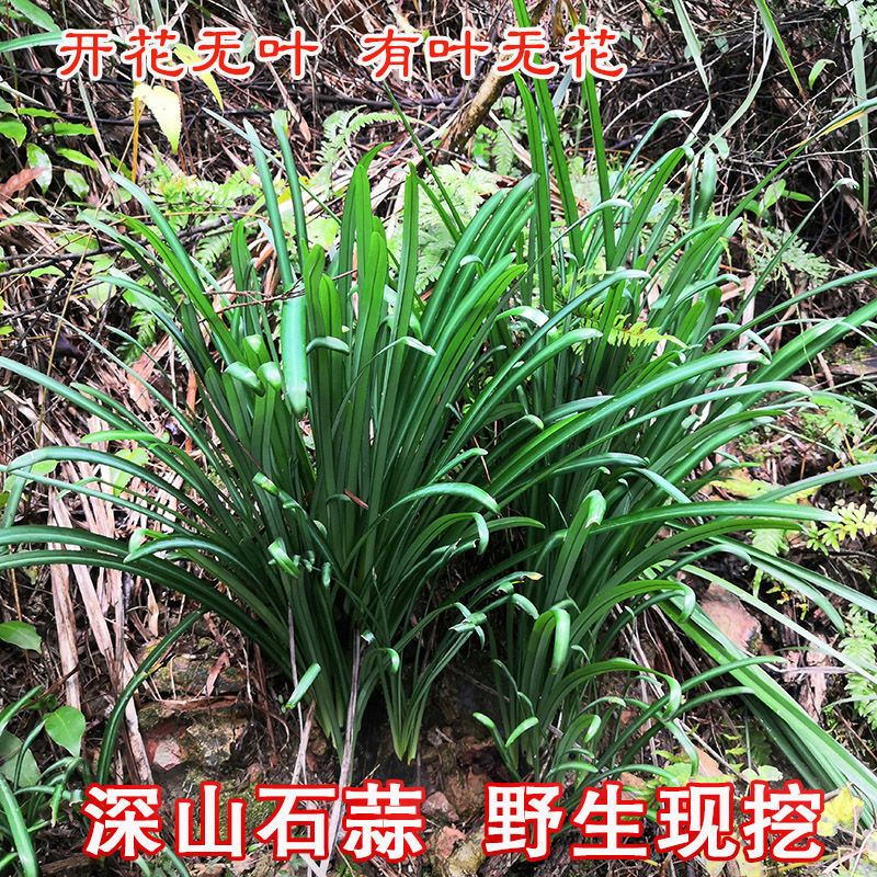 野生石蒜现挖庭院阳台盆栽绿植易活耐寒带根发货