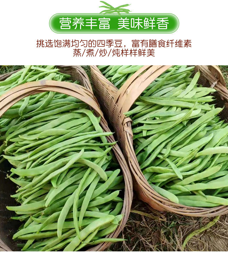 【现摘】云南扁芸豆新鲜豆角四季豆当季时令蔬菜整箱包邮批发