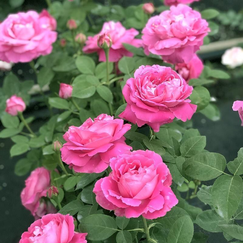 日月甜点沙漠玫瑰月季切花颜色美扦插多季开花 虎窝拼 日月甜点沙漠玫瑰月季切花颜色美扦插多季开花 虎窝拼