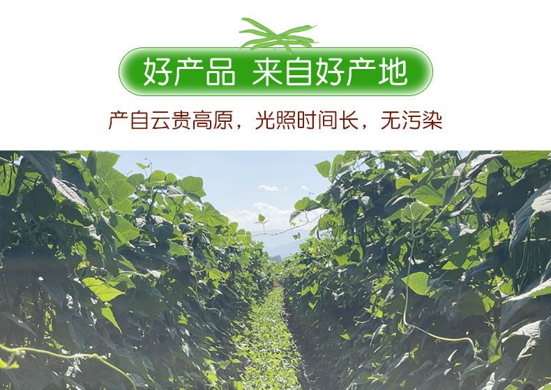 【现摘】云南扁芸豆新鲜豆角四季豆当季时令蔬菜整箱包邮批发