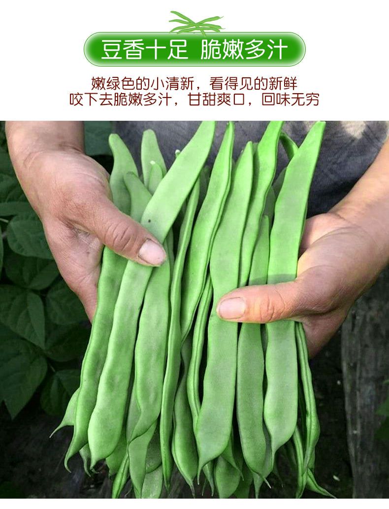 【现摘】云南扁芸豆新鲜豆角四季豆当季时令蔬菜整箱包邮批发