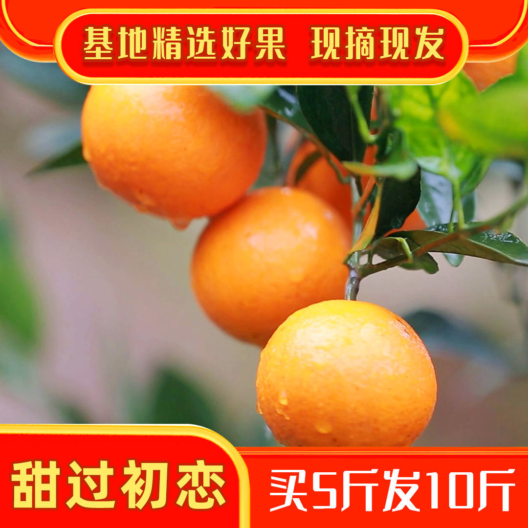 106128-湖南麻阳冰糖橙应季水果超甜橙子非脐橙水果批发孕妇水果基地直销-详情图