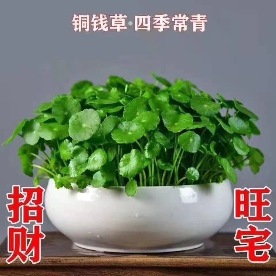 铜钱草招财水培植物办公室花卉室内桌面盆栽金钱草水养绿植吸甲醛