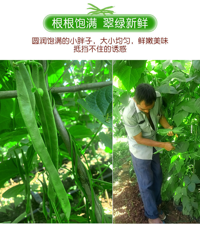 【现摘】云南扁芸豆新鲜豆角四季豆当季时令蔬菜整箱包邮批发