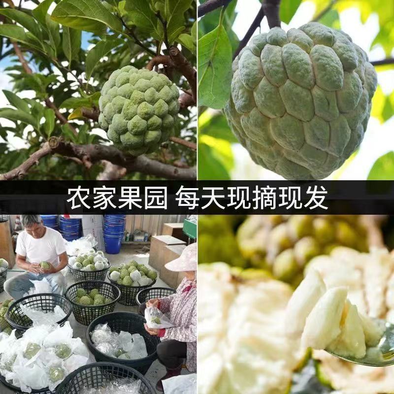 释迦果牛奶释迦水果佛头果番荔枝林檎潮汕新鲜水果1斤