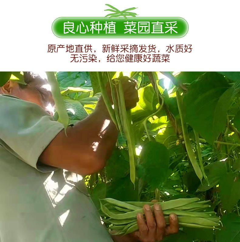 【现摘】云南扁芸豆新鲜豆角四季豆当季时令蔬菜整箱包邮批发