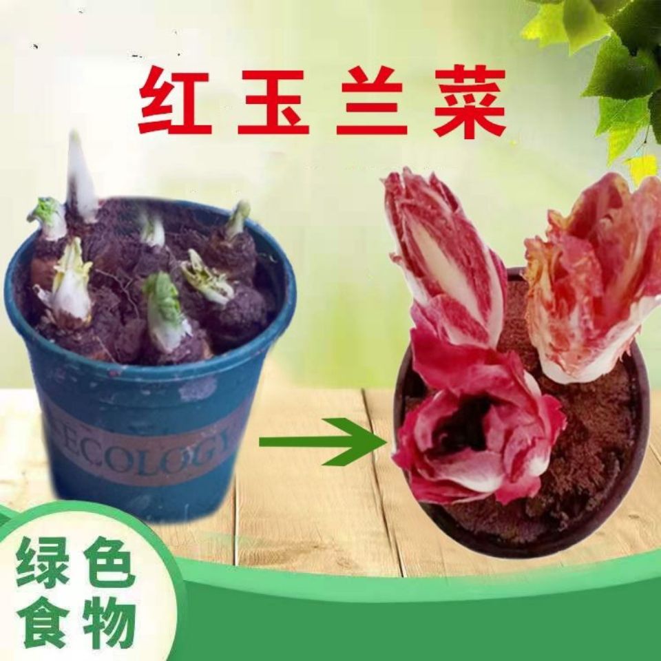 【48小时发货】玉兰菜红玉兰菜紫兰菜芽球菊苣野菜摆盘西餐沙拉生