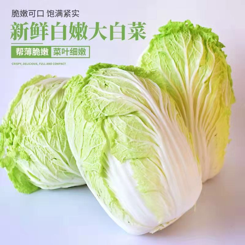 黄心白菜新鲜蔬菜应季现货山东大白菜整颗白菜自种装包邮