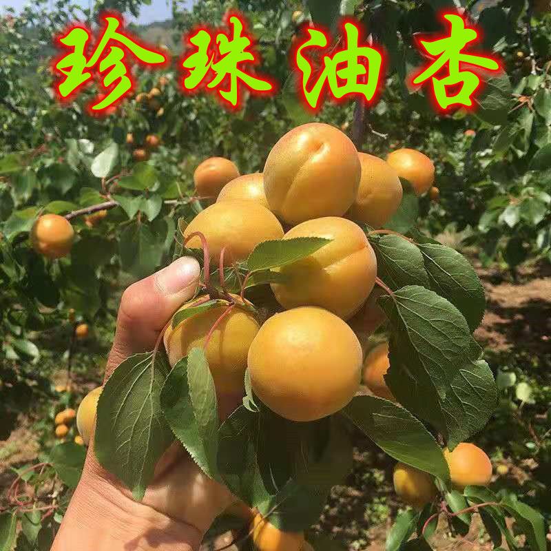 珍珠油杏树果苗嫁接活苗北方南方种植特大当年结果树苗庭院杏树苗