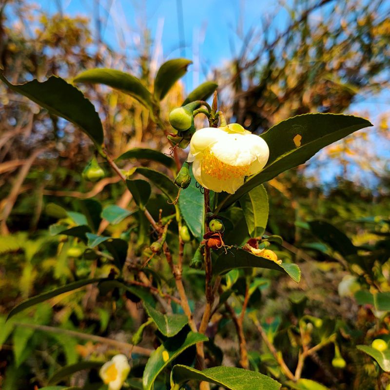 现挖野生小茶树山茶花创意绿植盆栽观赏植物微景观生态瓶盆景假山【15