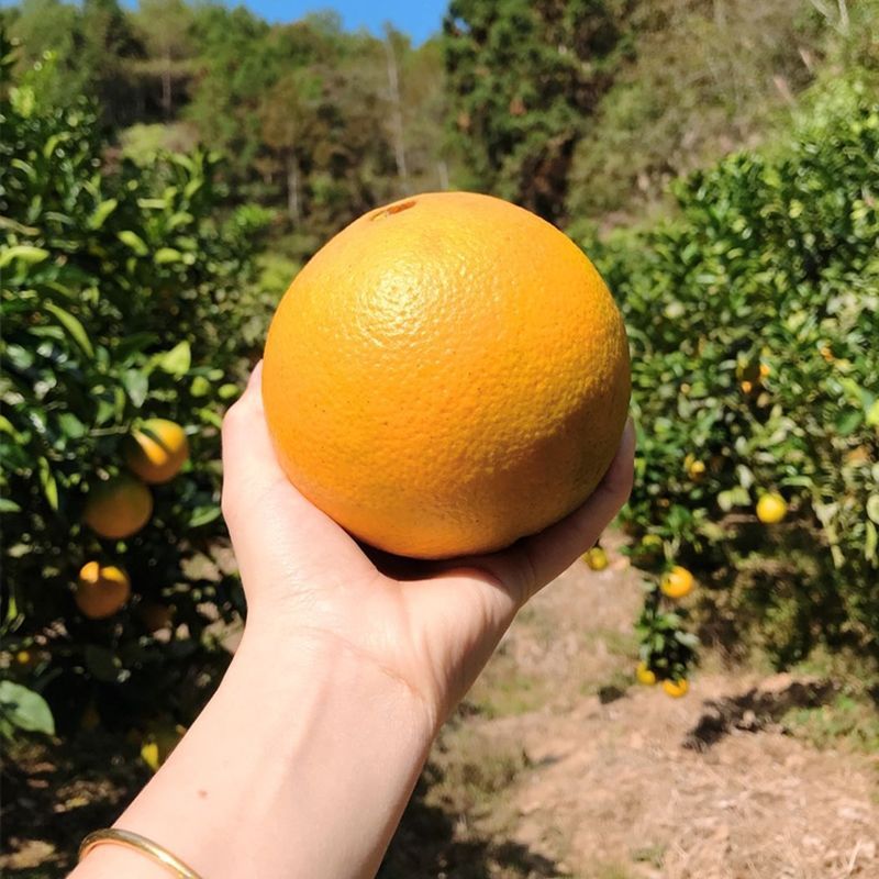 广安水果批发的新趋势：品质与速度的竞争