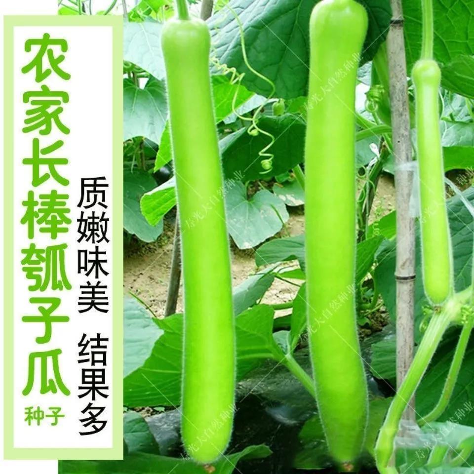 早生瓠瓜种子 春夏秋四季播蔬菜种子 食用甜瓠子瓜种子蒲瓜种子