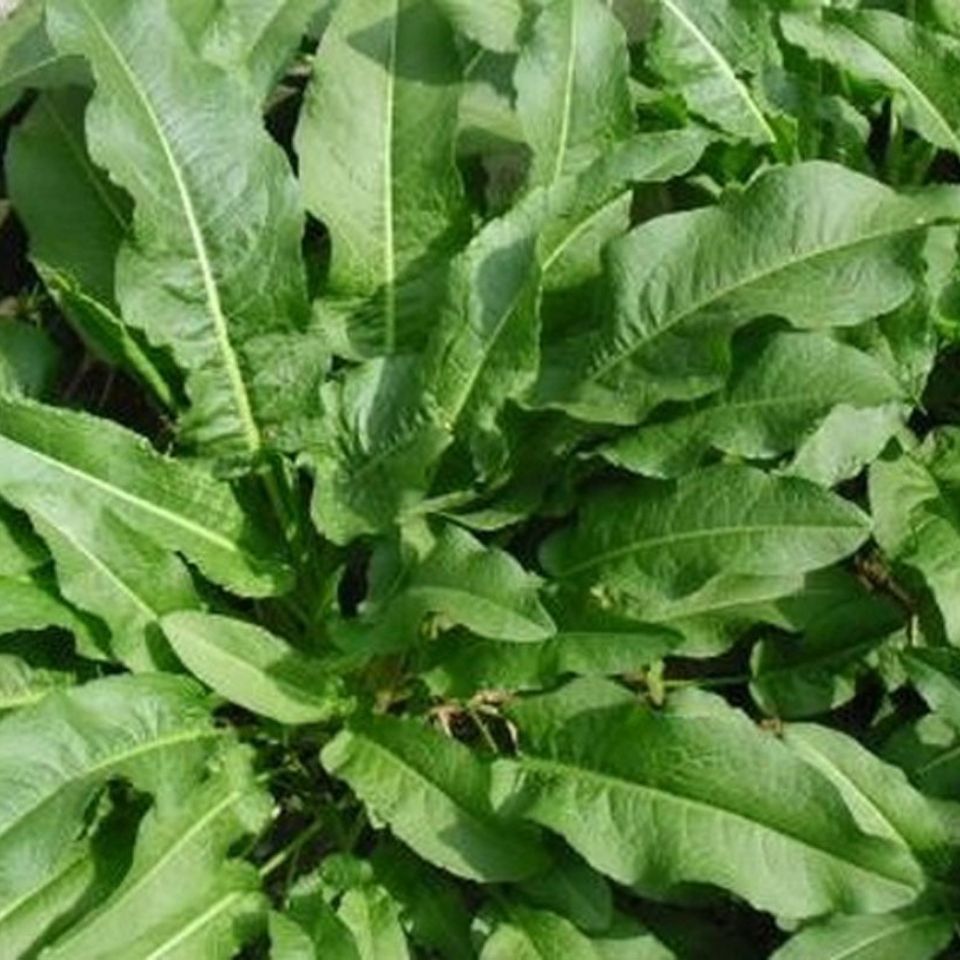 年货野生土大黄新鲜牛耳大黄药用植物绿植盆栽酸模可观赏可食用