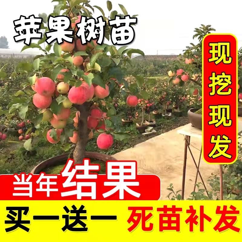 苹果树苗特大耐寒冰糖心苹果苗北南方种植果树苗新品种盆栽地栽苗